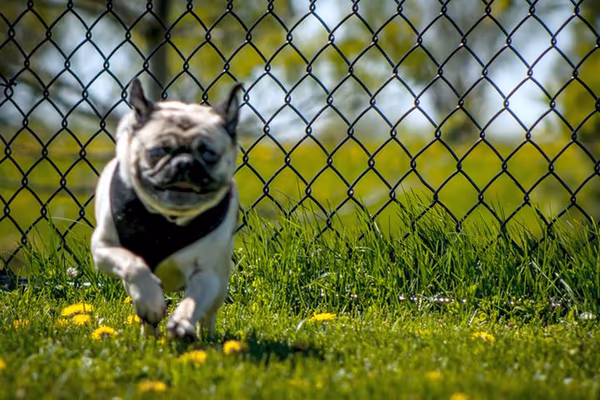 Robert L. Nelson Dog Park photo 2